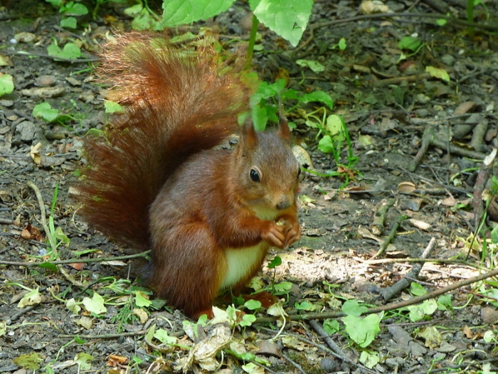 Eichhörnchen