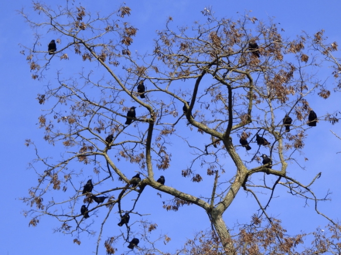 Raben im Baum