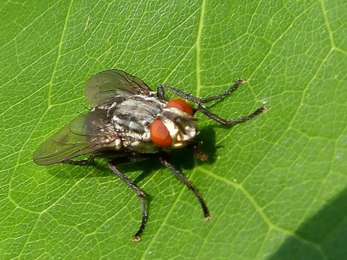 Fleischfliege