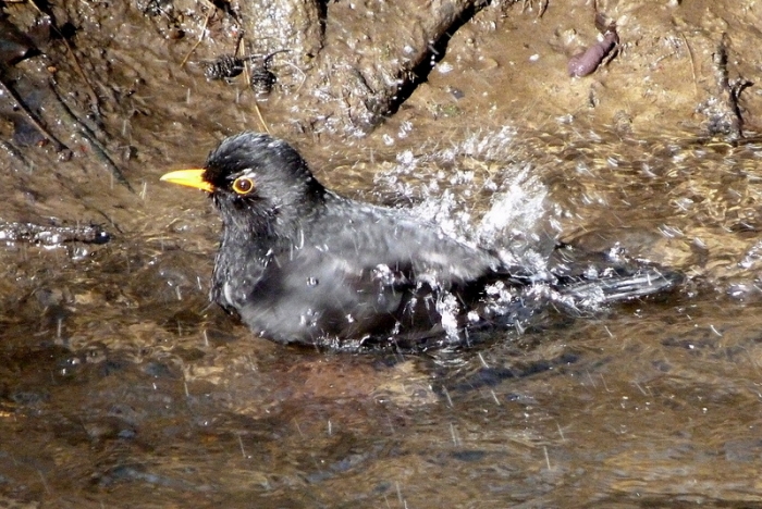 Amsel badet