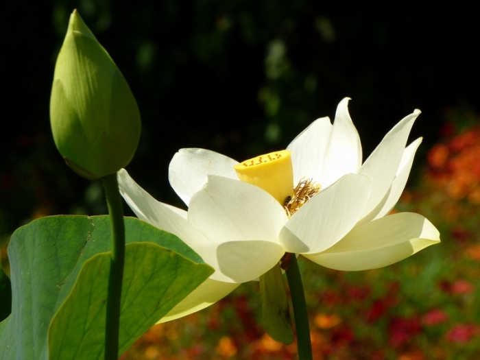 Lotusblüte und Knospe