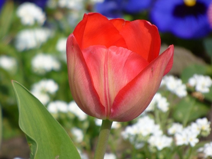Tulpe
