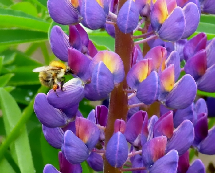 Lupinie mit Hummel