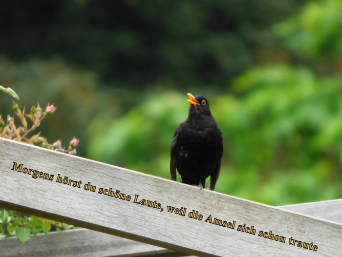 Amsel