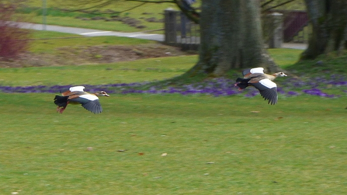 Nilgänse im Flug