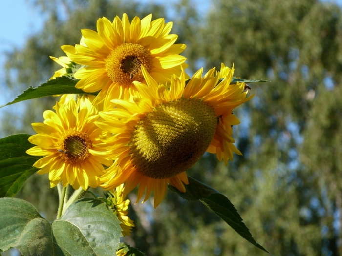 Sonnenblumen