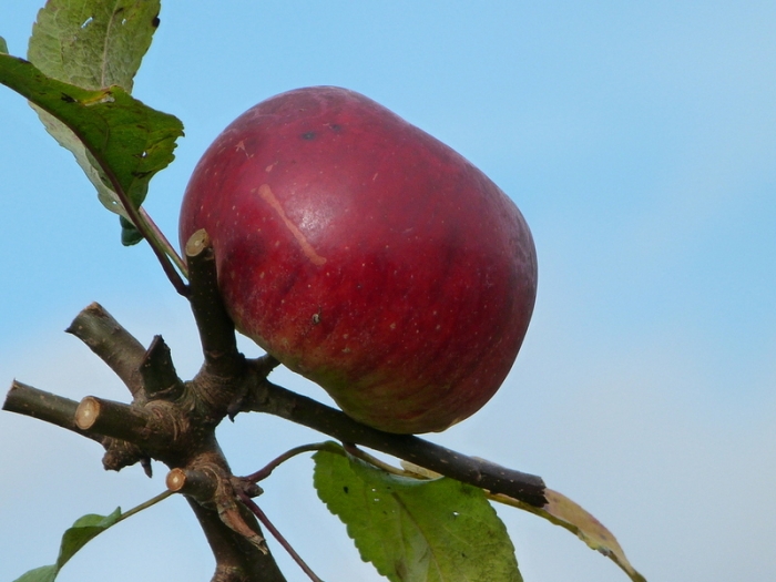Apfel