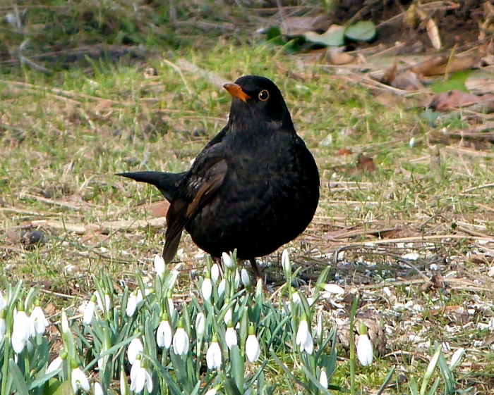 Amsel