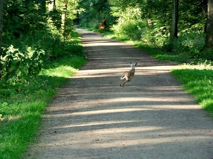 Hase im Wald