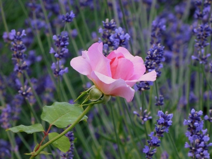 Rose vor Lavendel