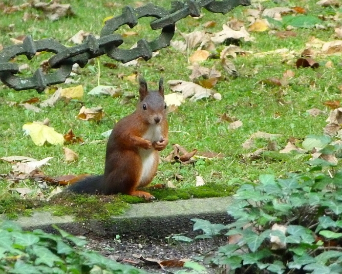Eichhörnchen