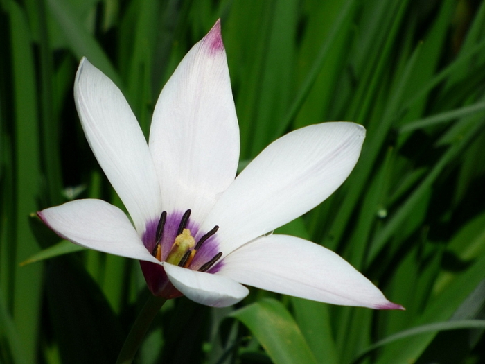 Damen-Tulpe