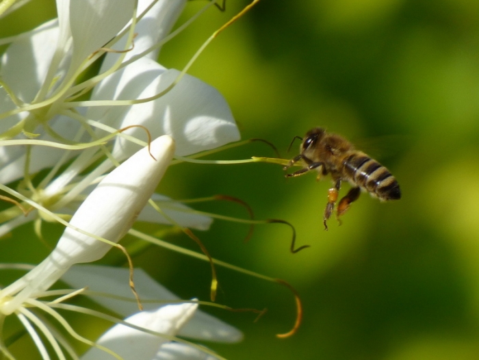 Biene im Flug