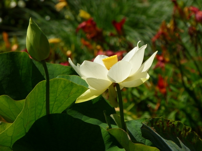 Lotusblüte und Knospe