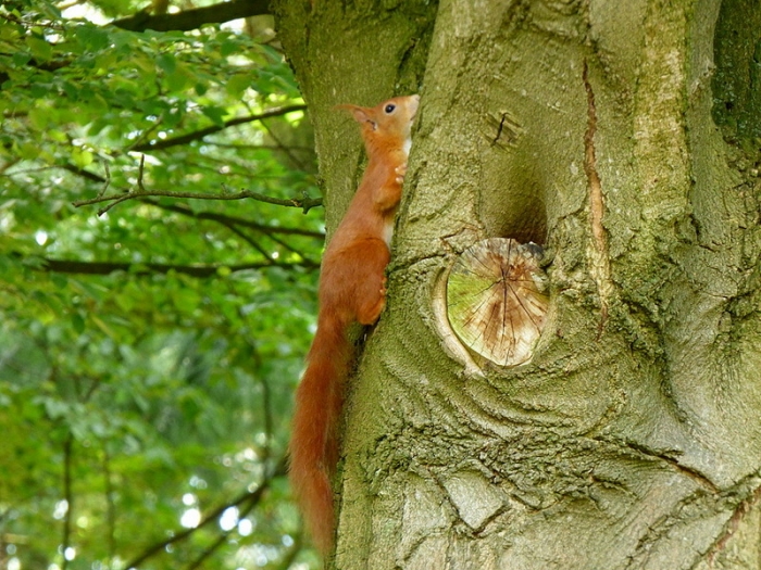 Junges Eichhörnchen