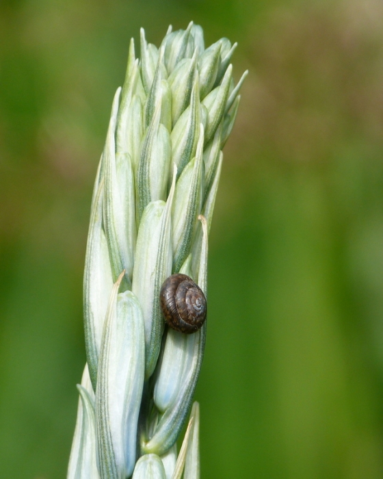 Kleine Schnecke