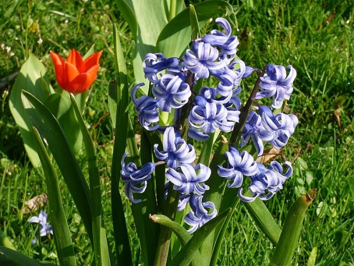 Hyazinthe
