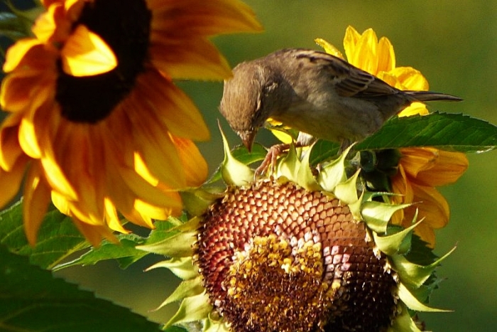 Sonnenblumen mit Spatz