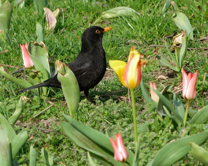 Amsel