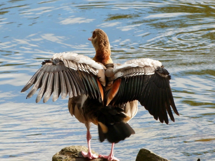 Nilgans