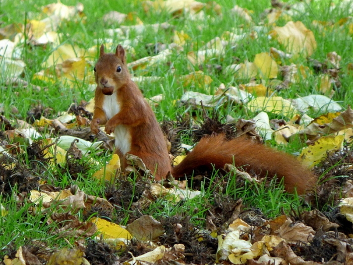 Eichhörnchen