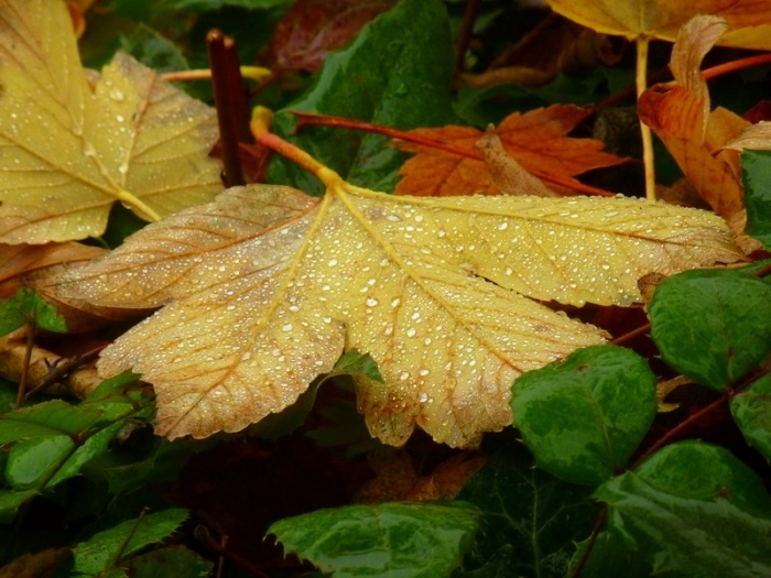 Blatt mit Regentropfen