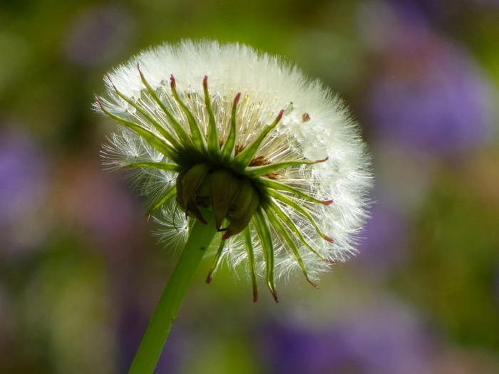 Pusteblume
