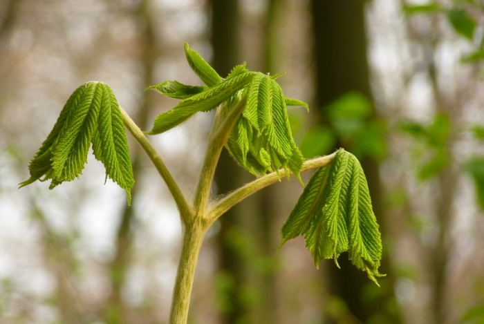 Kastanienbaumblätter