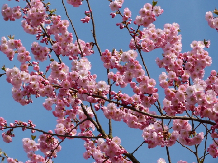 Blütenzweige aus dem Baum