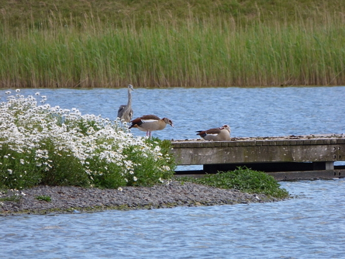 Fischreiher und Nilgänse