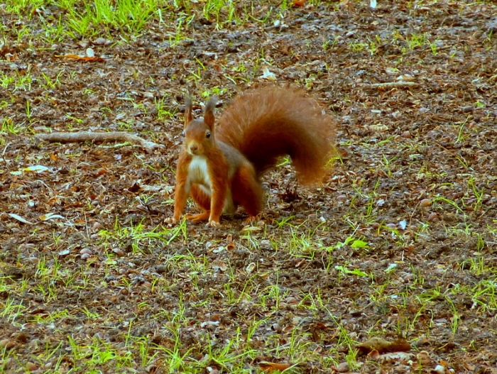 Eichhörnchen