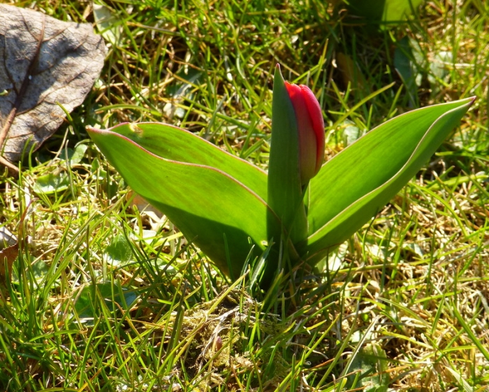 Tulpe