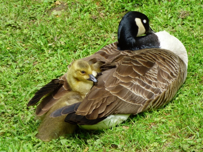 Kanadagans mit Küken