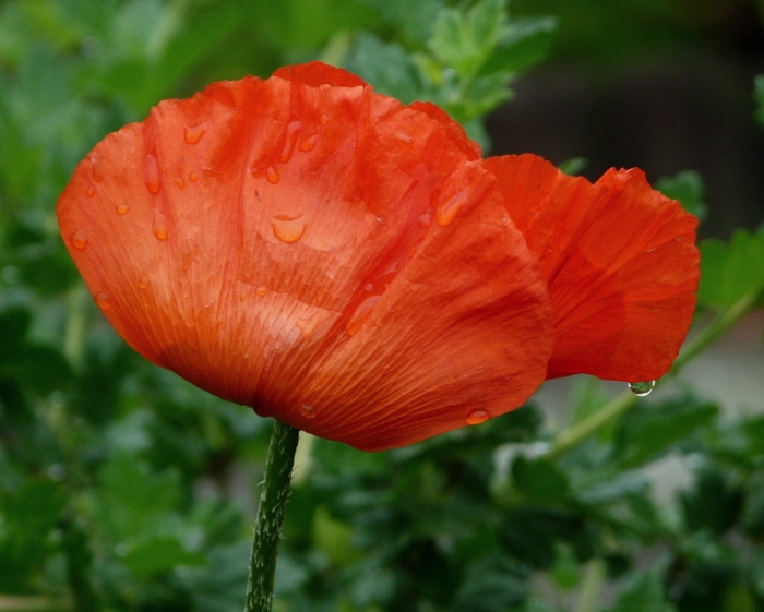 Mohn