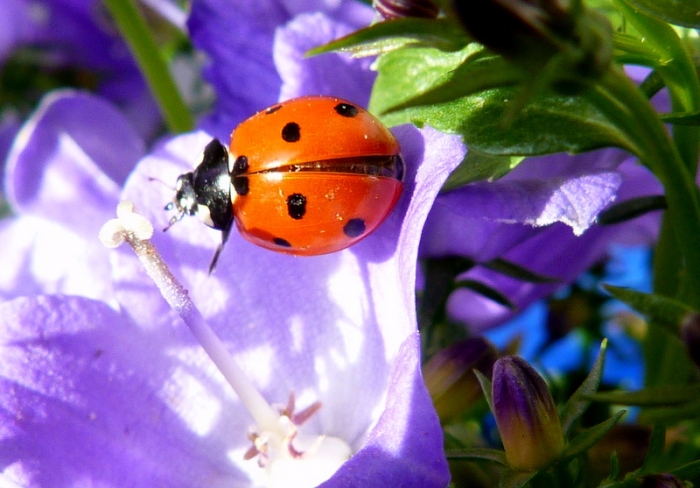 Marienkäfer
