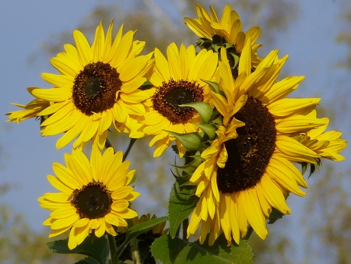 Sonnenblumen