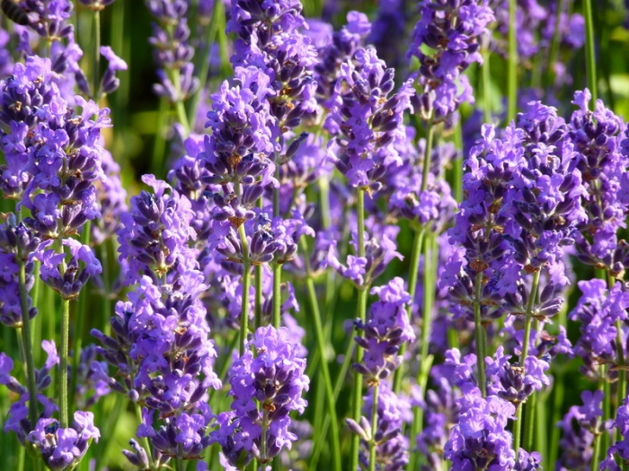 Lavendel