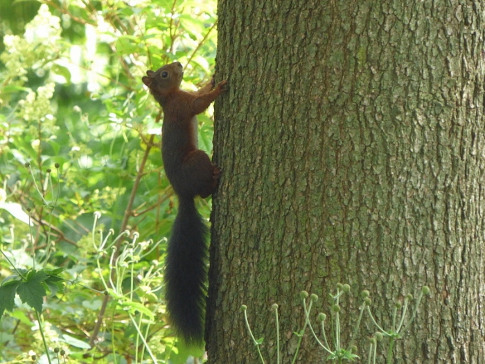 Eichhörnchen