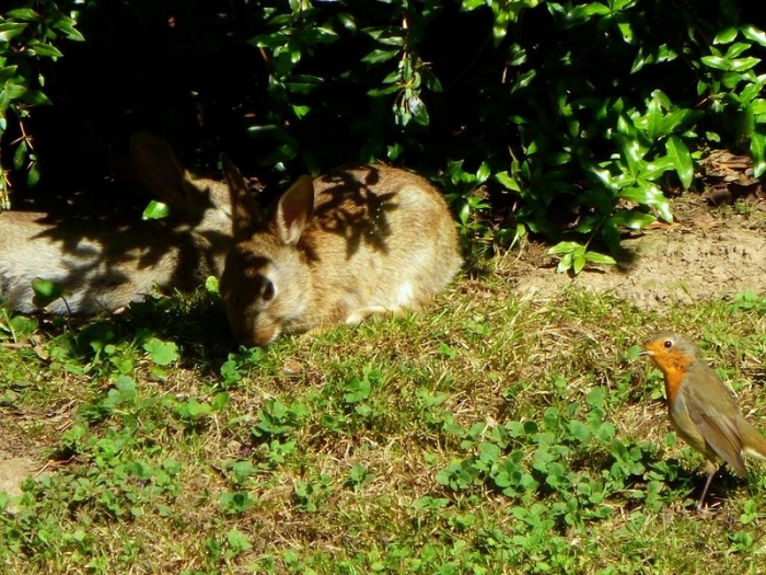 Wildkaninchen und Rotkehlchen