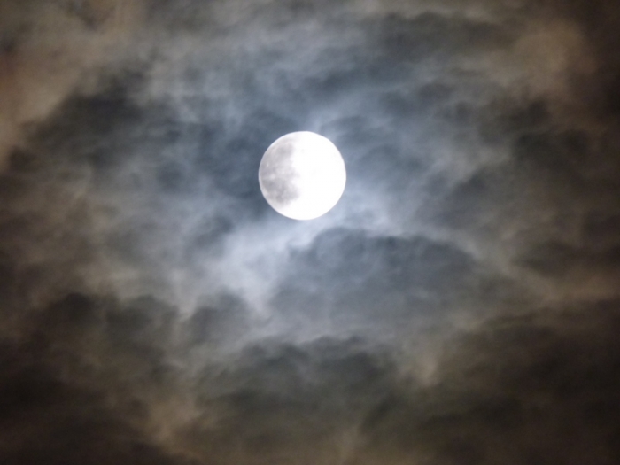 Baum im Forstbotanischen Garten Köln