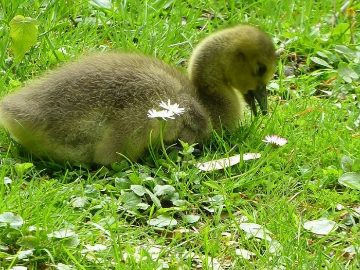 Kueken von Kanadagans