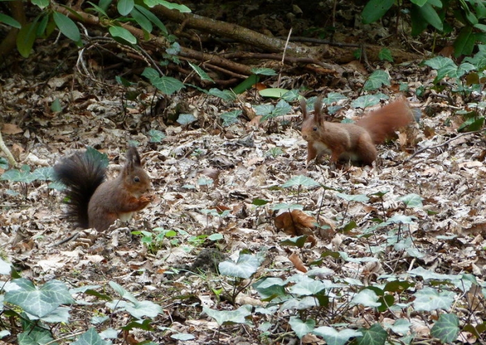 Zwei Eichhörnchen