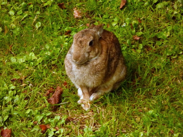 Wildkaninchen