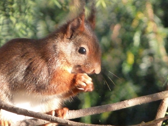 Eichhörnchen