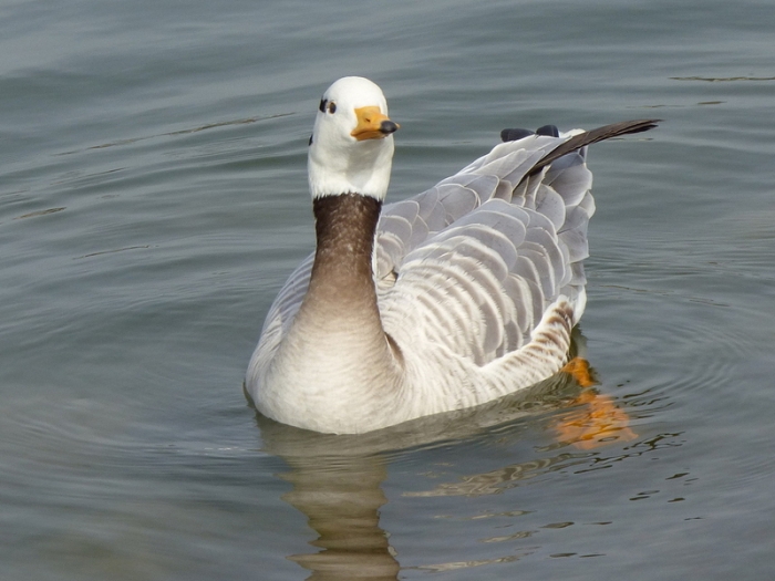 Indische Streifengans