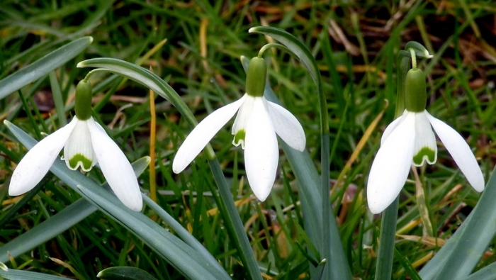 Schneeglöckchen