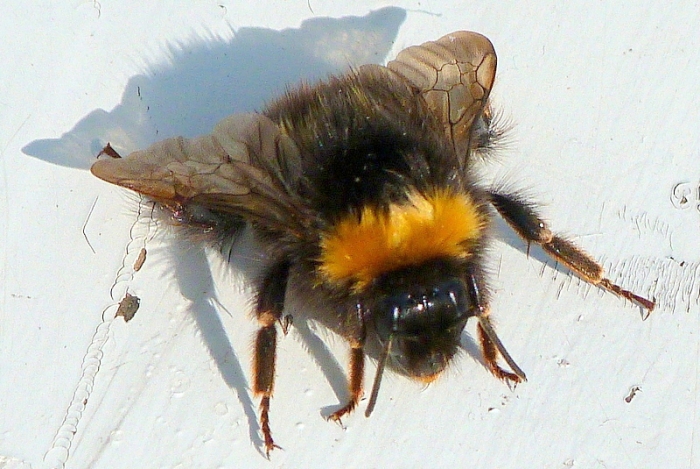 Hummel