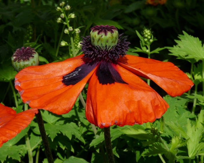 Papaver orientale