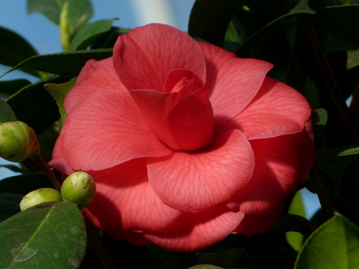 Camelia