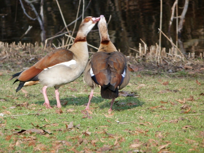 Nilgänse